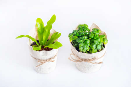 Tree in a plastic pot for give on a white backgroundの写真素材