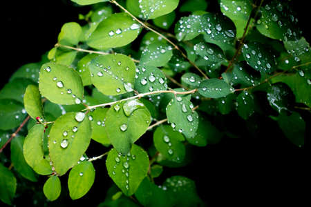 Water drops on fresh green leaf