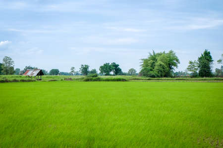Green Rice Field in Thailandの写真素材