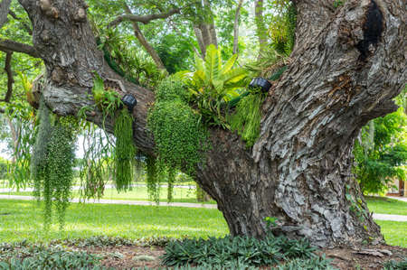 old tree with green spring leavesの写真素材