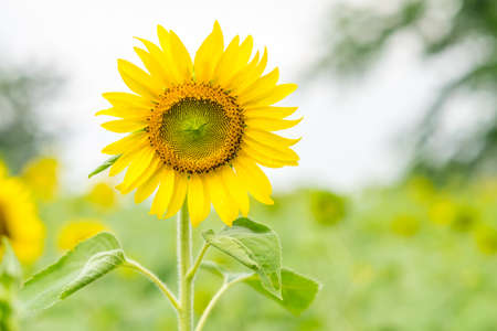 Sunflower field