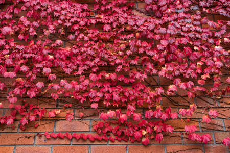 Red maple on brick wallの写真素材