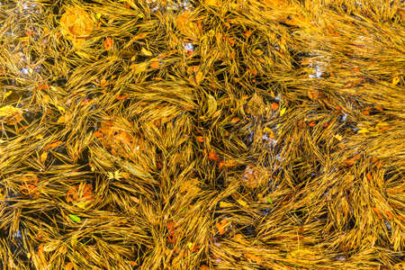 abstract of autum leaf in a water for backgroundの写真素材