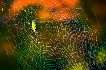 Spider on spider web in gardenの写真素材