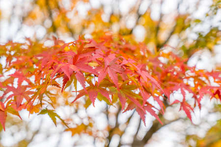 Red maple tree