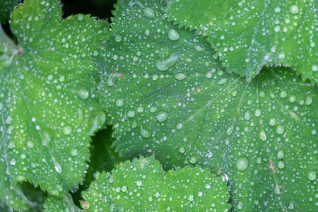 Drops of water on leaves after rain.の写真素材