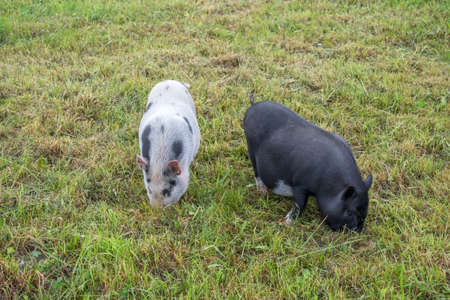 two pigs eating grass