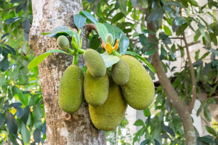 Jackfruit on tree branch