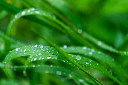 Drops of water on leaves after rain.