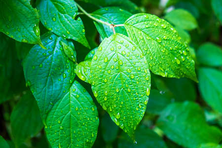 Drops of water on leaves after rain.