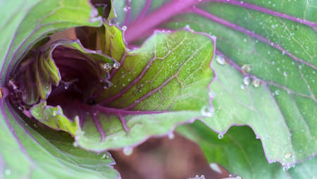 Drops of water on leaves after rain.