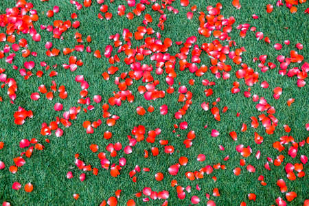 red rose on floor in wedding partyの写真素材