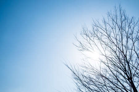 Dead Tree with Blue Skyの写真素材