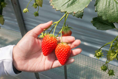 hands with fresh strawberries at farm in japanの写真素材