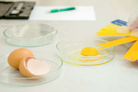 Egg chicken farm is tested for qualityの写真素材