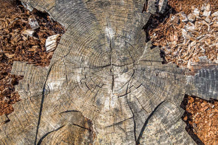 cracked wood for backgroundの写真素材