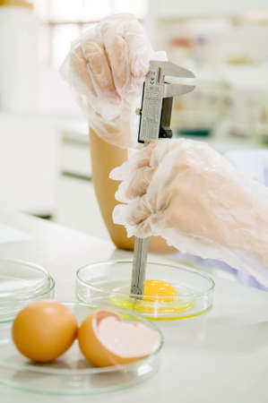 Egg chicken farm is tested for qualityの写真素材