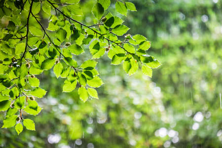 Green foliage under a rainingの写真素材