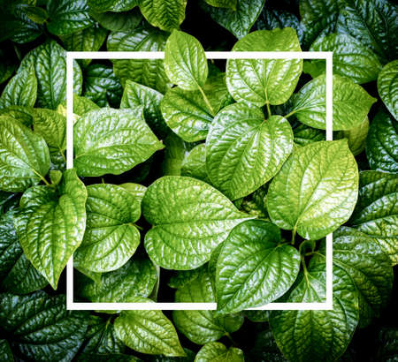 Creative layout made of leaves with paper card note. Flat lay. Nature conceptの写真素材