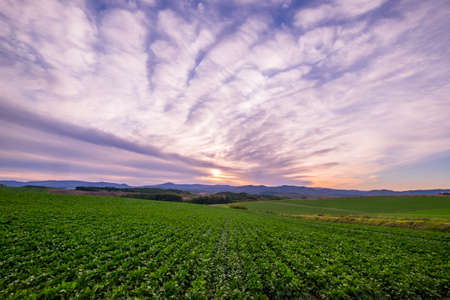 Green Field and Beautiful Sunsetの写真素材