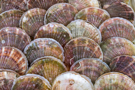 Fresh clams background, seashells close up, Mazagon, Huelva, Spainの写真素材