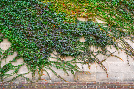 Autumn background . Maple leaves on brick wallの写真素材