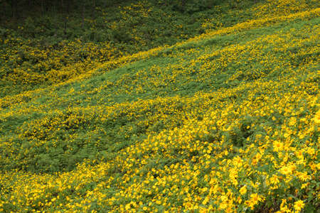 Yellow flowers field