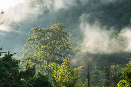 green background with sunshine