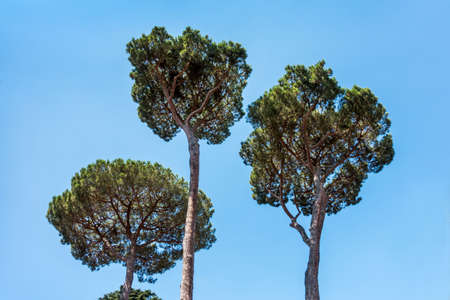 old big tree under blue skyの写真素材