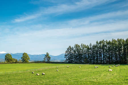 Typical landscape at farm in Biei, Japan