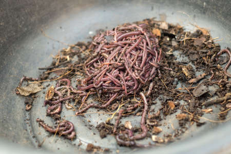 Fertile soil and earthworm on farmer hand