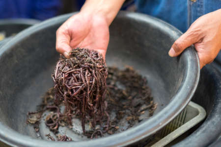 Fertile soil and earthworm on farmer handの写真素材