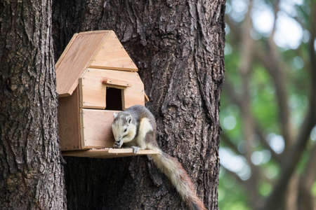 Squirrel with small house on th tree