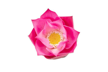 Pink lotus flower isolated on white background with Clipping Paths.の写真素材