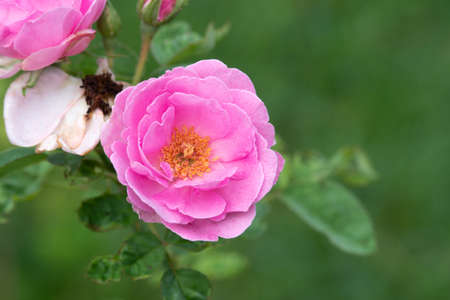 Colorful, beautiful, delicate rose in the gardenの写真素材