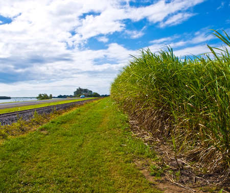 sugar cane used for ethanol biofuel in Australia for clean green fuelの写真素材