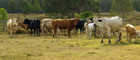 australian beef cattle herd panorama sceneの写真素材