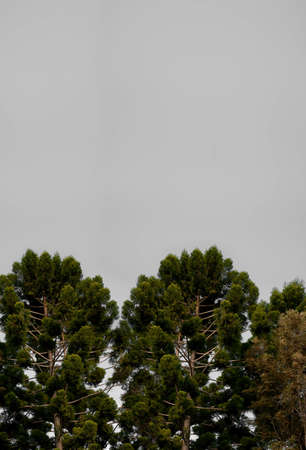 bunya tree with grey backgroundの写真素材