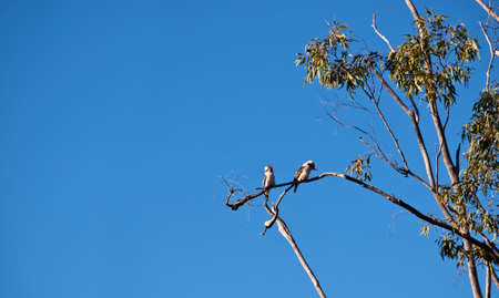 Australian kookaburra birds in a gum tree with blue sky copyspaceの写真素材
