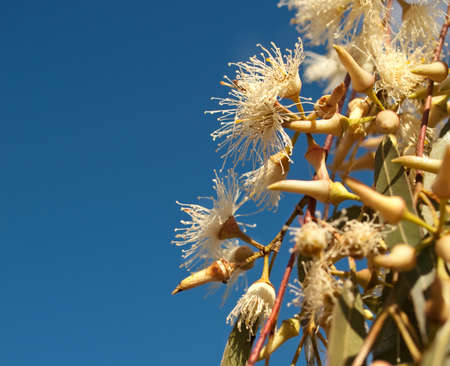 Australian native wildflowers Eucalyptus tereticornis white flowers against blue skyの写真素材