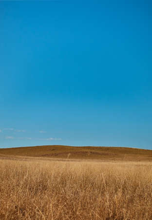 Field of grass horizon with blue sky backgroundの写真素材