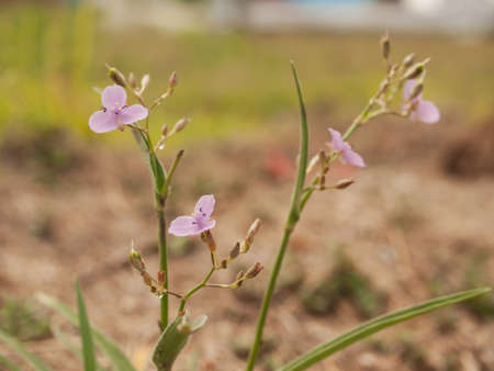 Australian native herb Murdannia graminea slug herb purple flower