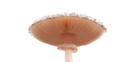 Live mushroom isolated on white with stem and gillsの写真素材
