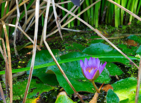 Beautiful purple water lily in a serene setting in springの写真素材