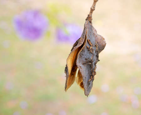 Single seed pod of the Jacaranda tree, Jacaranda mimosifolia, in springの写真素材