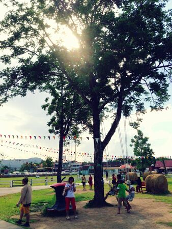 big tree big lifeの素材