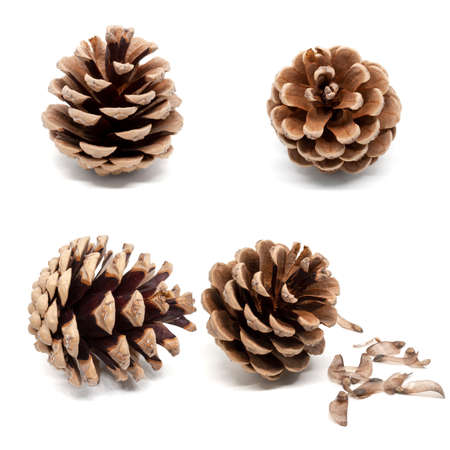 Set of four dry brown pine cones with shadow isolated on white backgroundの写真素材