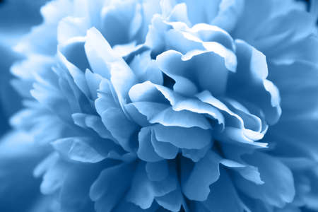 Beautiful classic blue peony flower with lush petals closeup. Tender spring plant, painted in a trend colorの写真素材