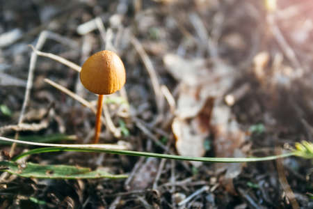 A beautiful small orange toadstool among dried branches, foliage, mowed grass in the autumn forest in the rays of the setting sun. Poisonous mushroom. Selective focus. Closeup viewの写真素材