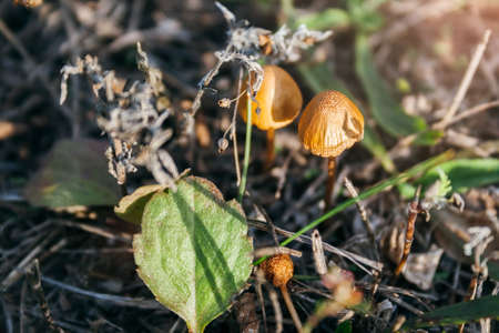 Two small beautiful fairytale orange toadstools among dried plants, fallen green leaves in the...
